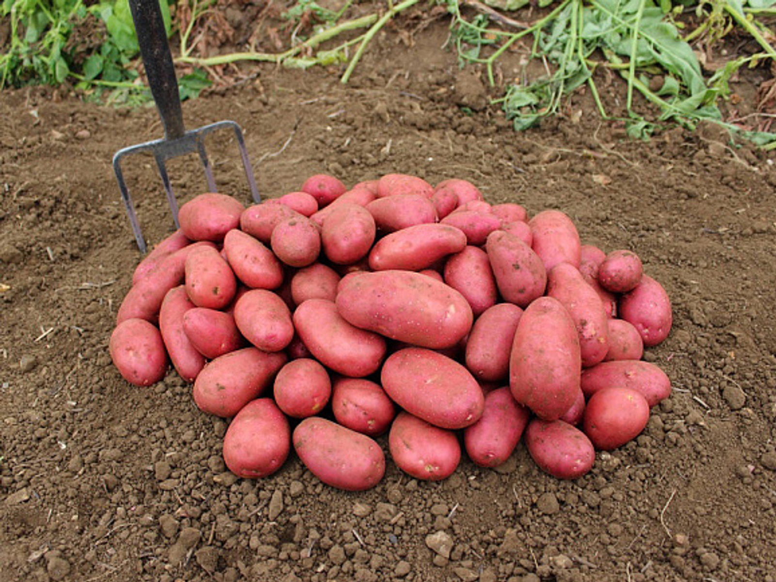 Ҡыҙыл картуфтың иң яҡшы сорттары