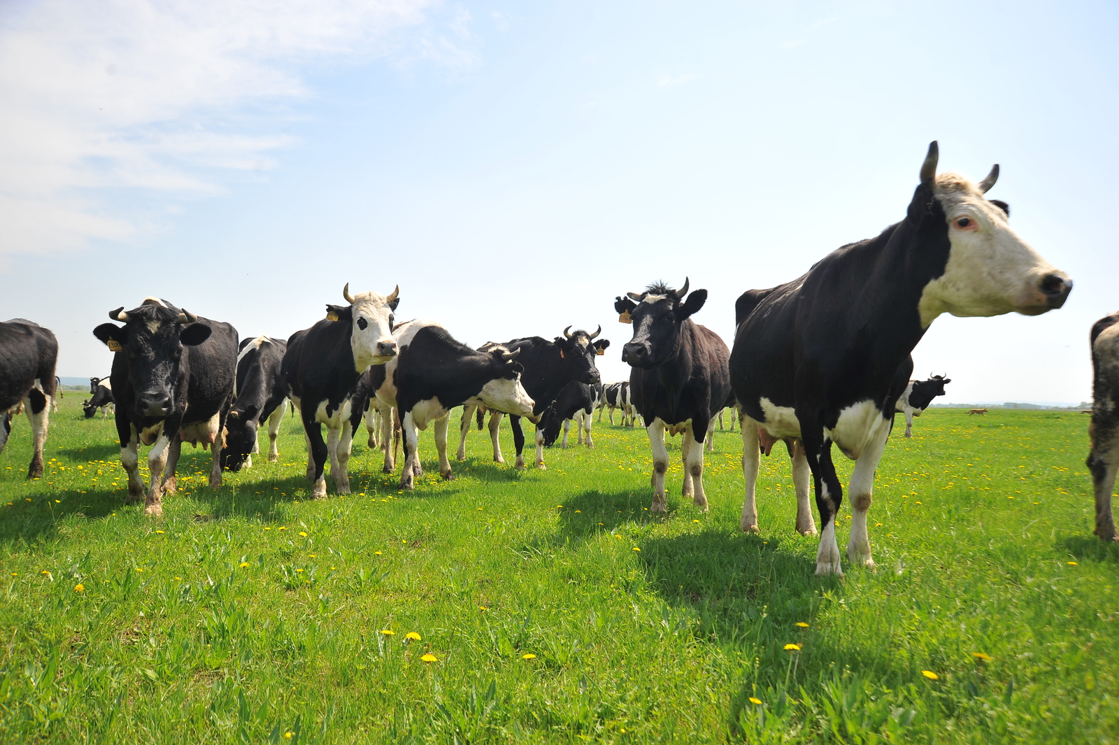 Һыйыр малын генетик йәһәттән тикшерәләр