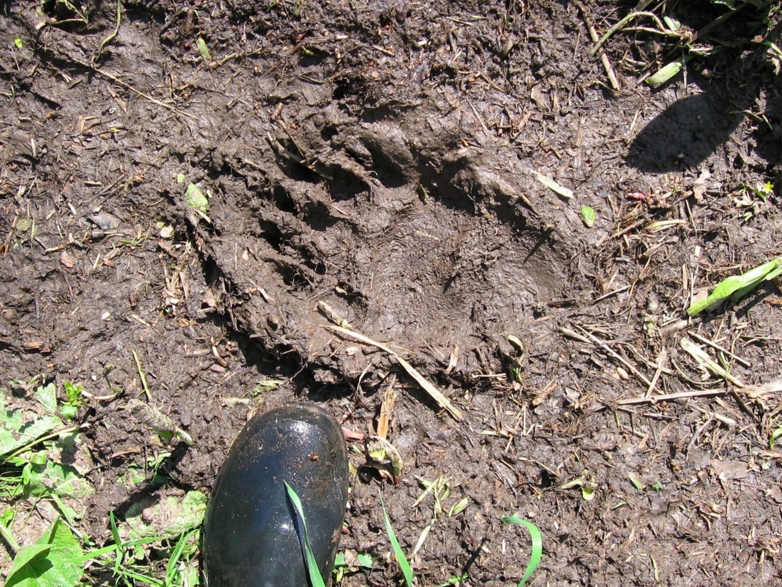 Айыу аулаһағыҙ, бүләк була!