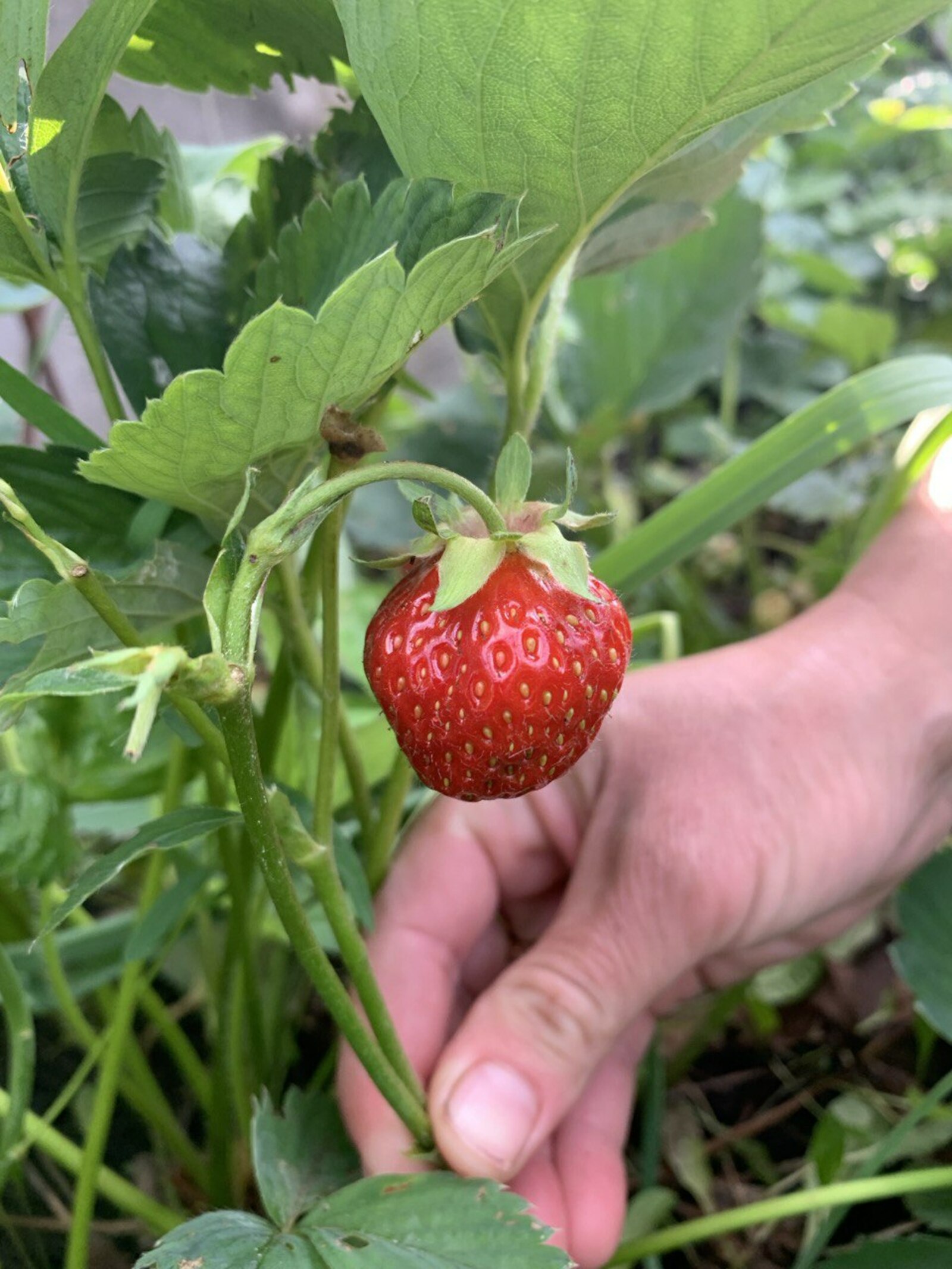 Баҡса еләген туҡландырырға ваҡыт