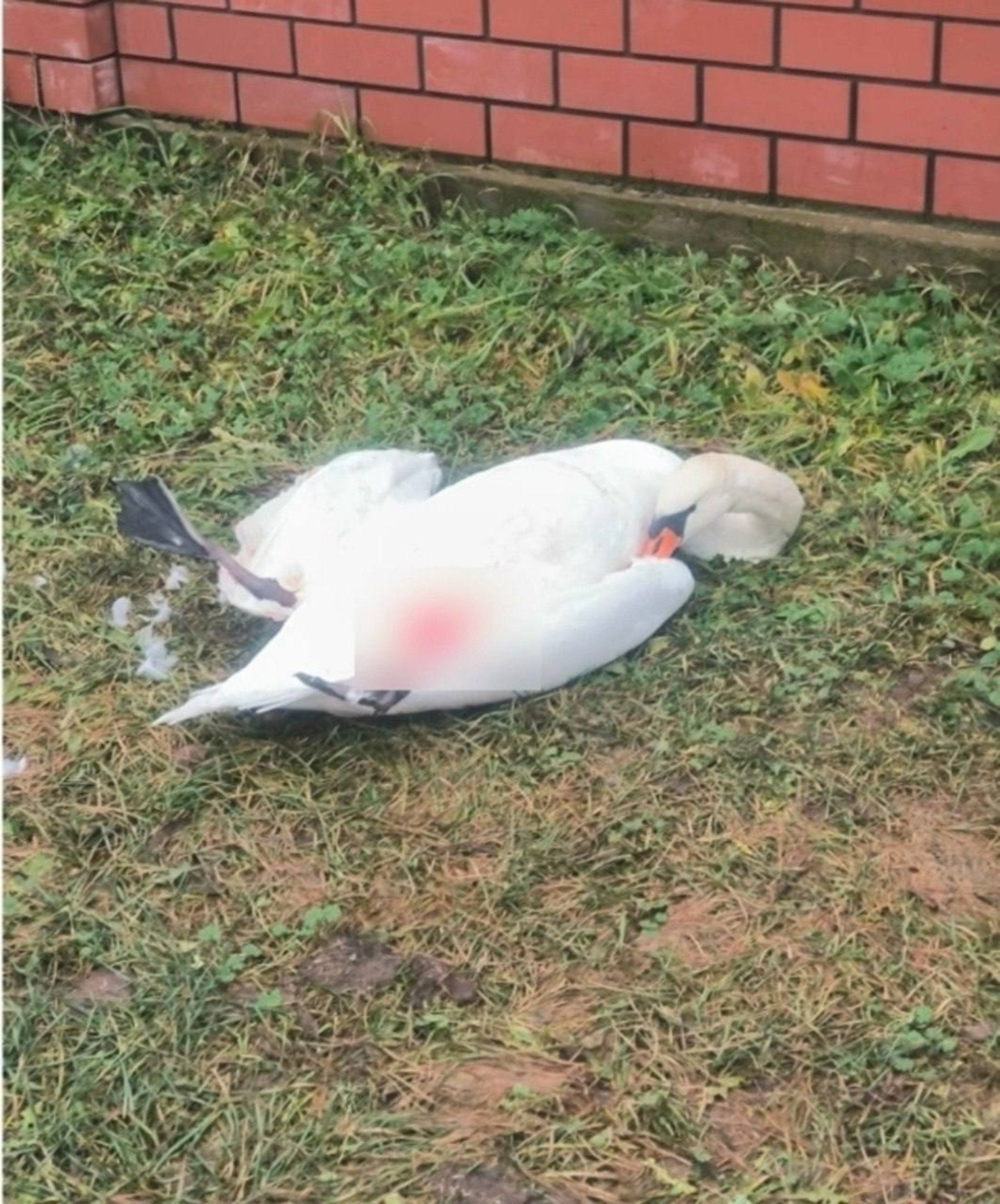 Аҡҡош тоғролоғо: мөхәббәтен эҙләп килгән