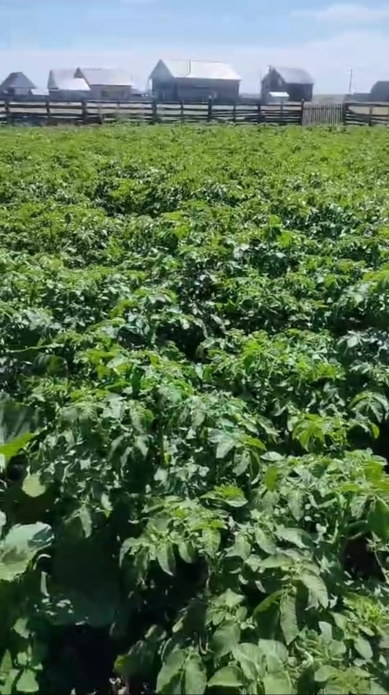 Ямғырлы йәйҙә картуфты нисек ҡотҡарырға?