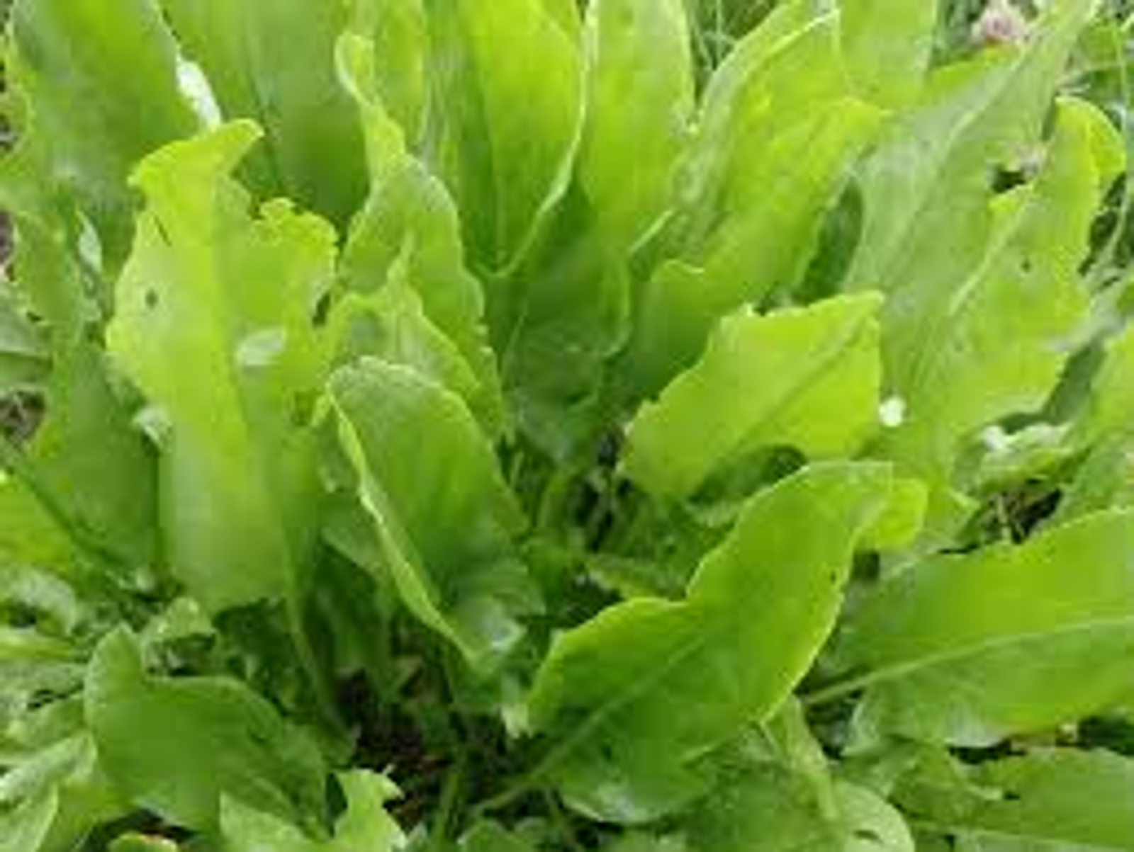 Тәүге ҡуҙғалаҡтар күренә башланы