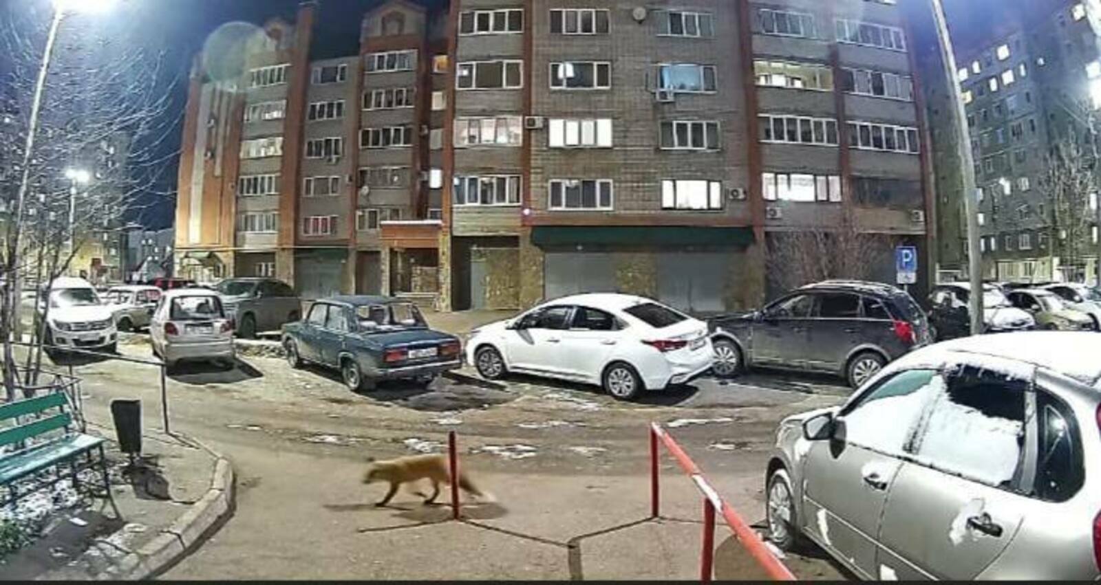 Саҡырылмаған ҡунаҡ күптәрҙе һағайтҡан ...