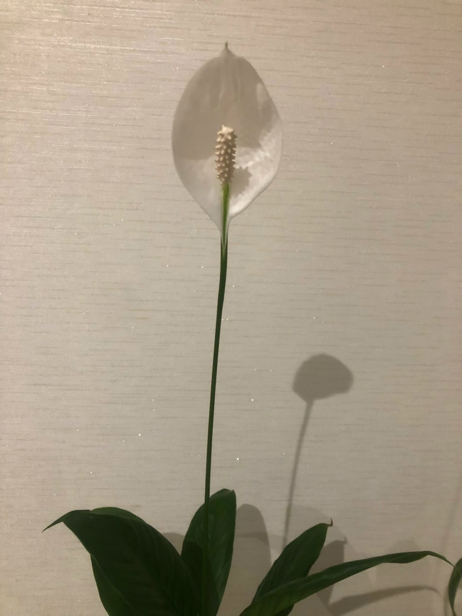 Һәйбәт егет тип, йәлләп кенә йөрөгәйнем