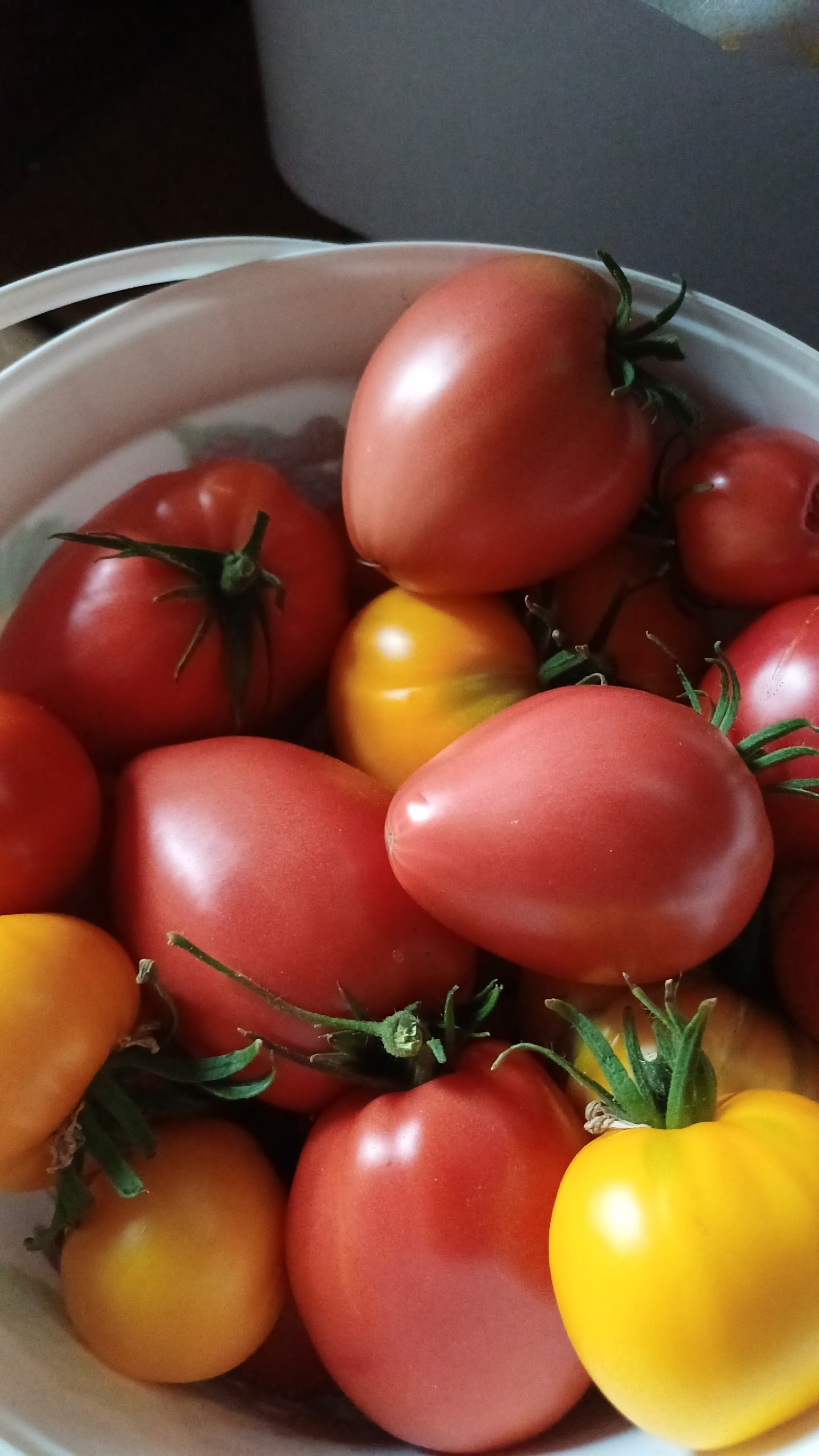 Биҙрәләп помидор йыйыу өсөн дүрт ябай кәңәш