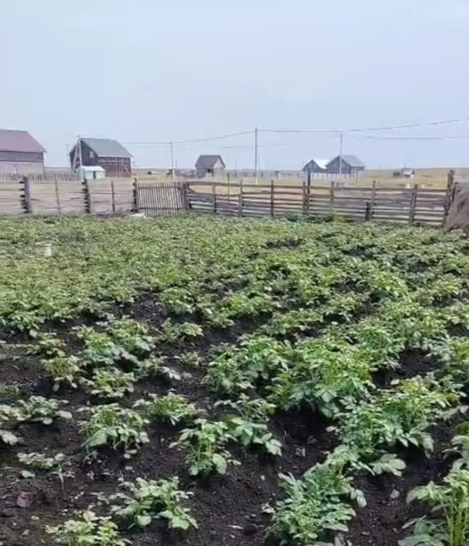 Картуфты проволочник тишмәһен өсөн Фәриҙә апай нимә эшләй?