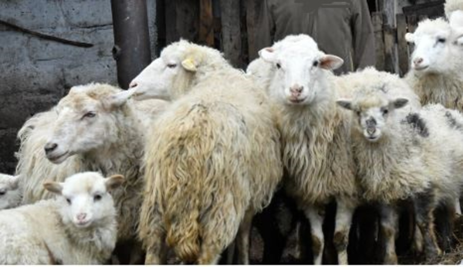 Ни өсөн ир балаға – ике һарыҡ, ә ҡыҙ балаға бер һарыҡ тейеш?