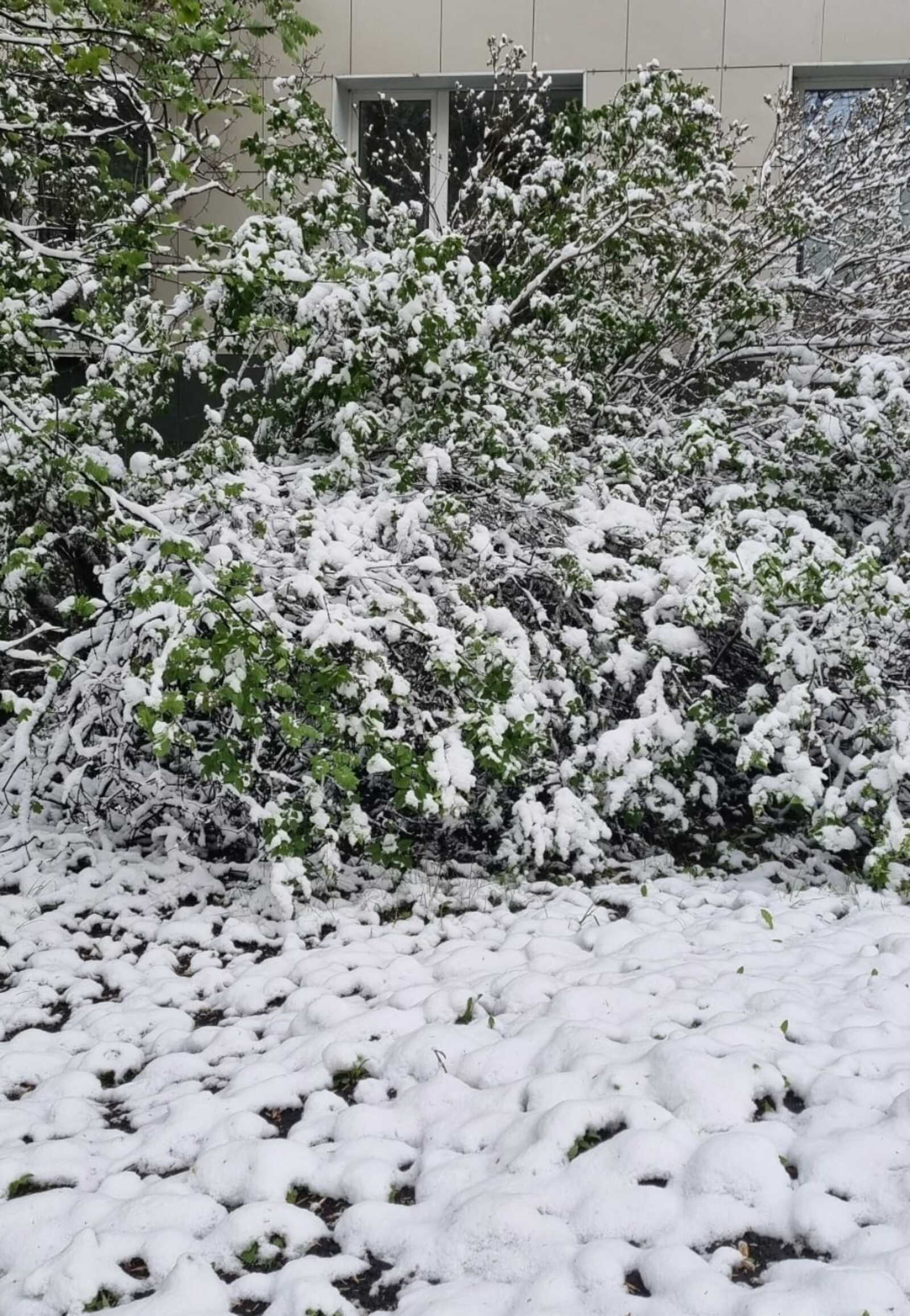 Емеш-еләк ағастарын ҡырауҙан нисек һаҡларға?