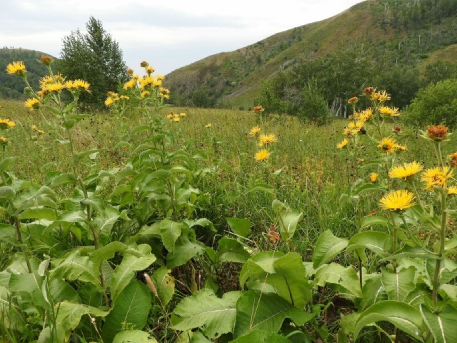 Ҡатынымдың аяғы йөрөмәҫ булды...