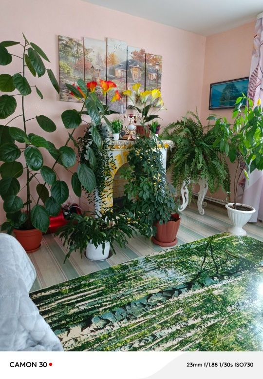 “Иремдең хөрмәтенә ултыртҡайным..."