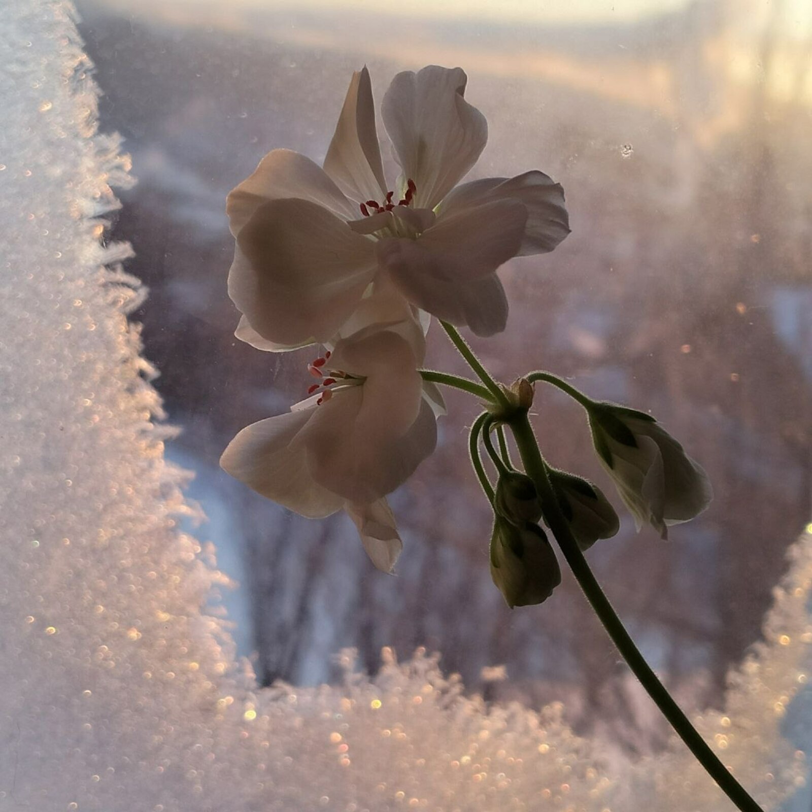 Ғәфү ит, кәләш, яңылыштым...