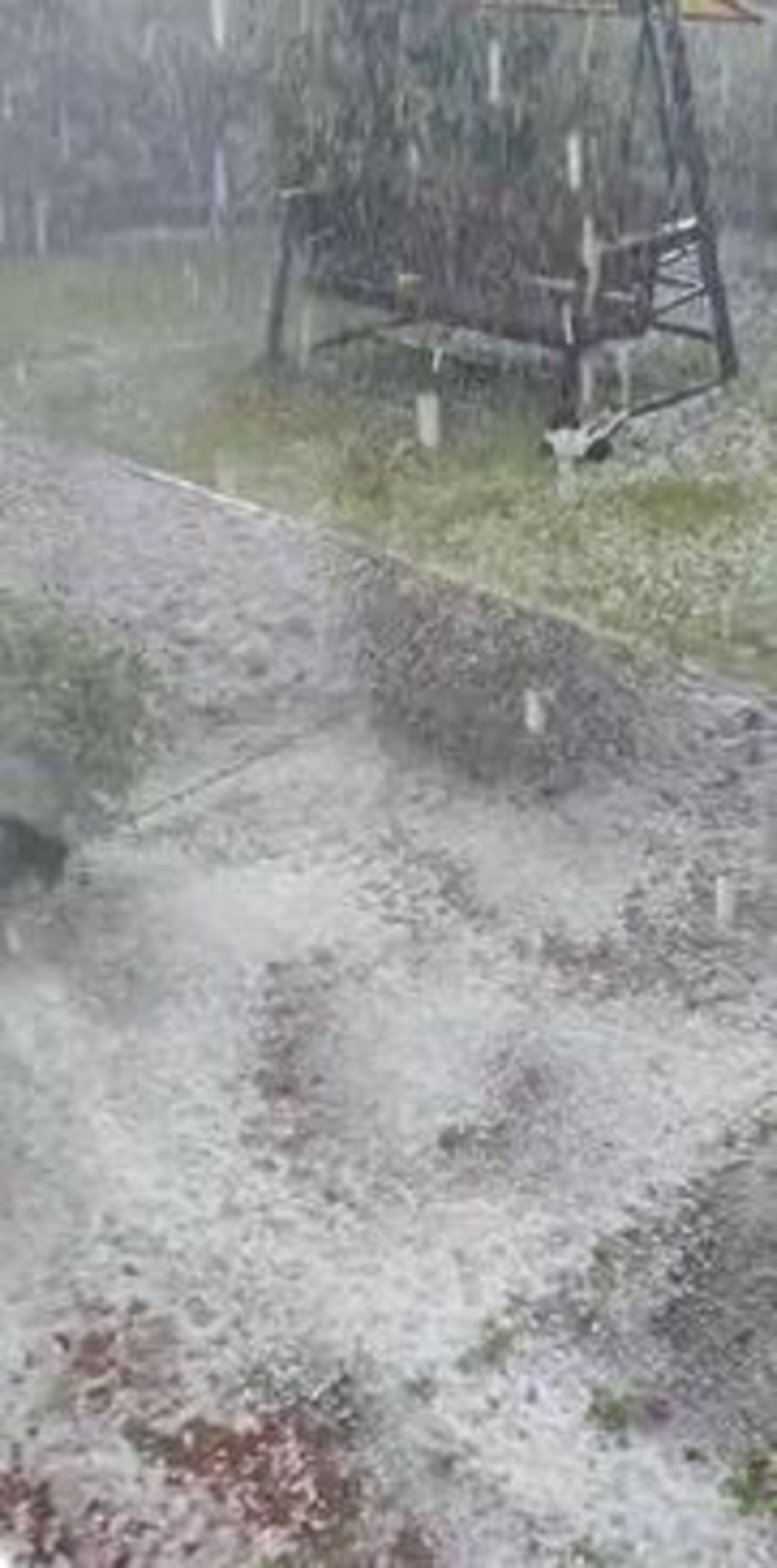 Боҙборсаҡ баҡсаларҙы ҡыйратҡан