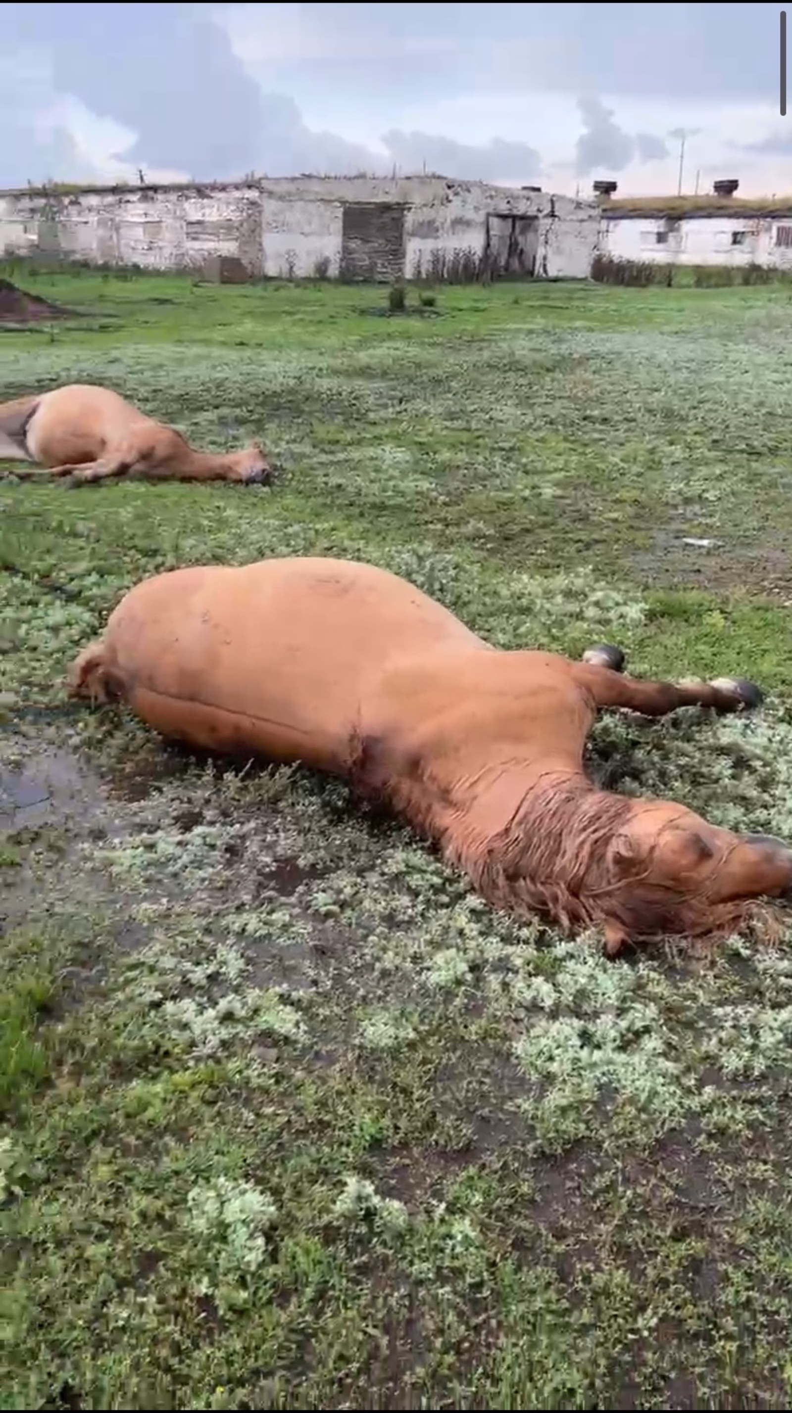 Бөгөн ете ат һәләк булған