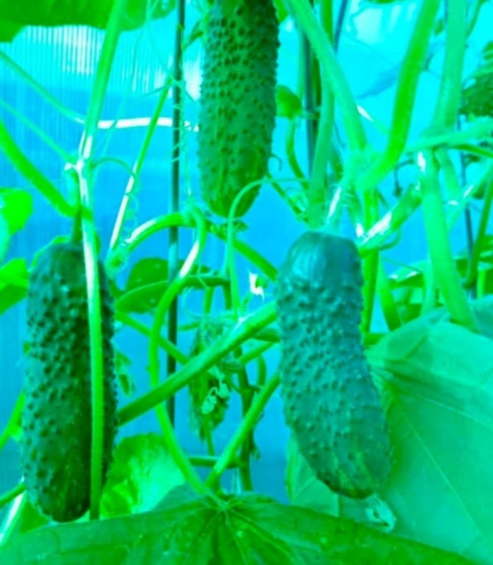 Тәҙрә төбөндә нисек ҡыяр үҫтерергә?