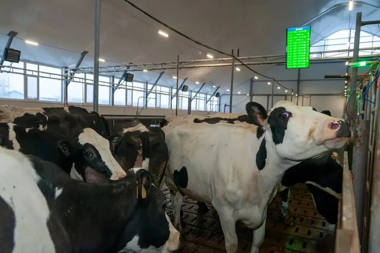 2030 йылға - ‎50 заманса һөт фермаһы