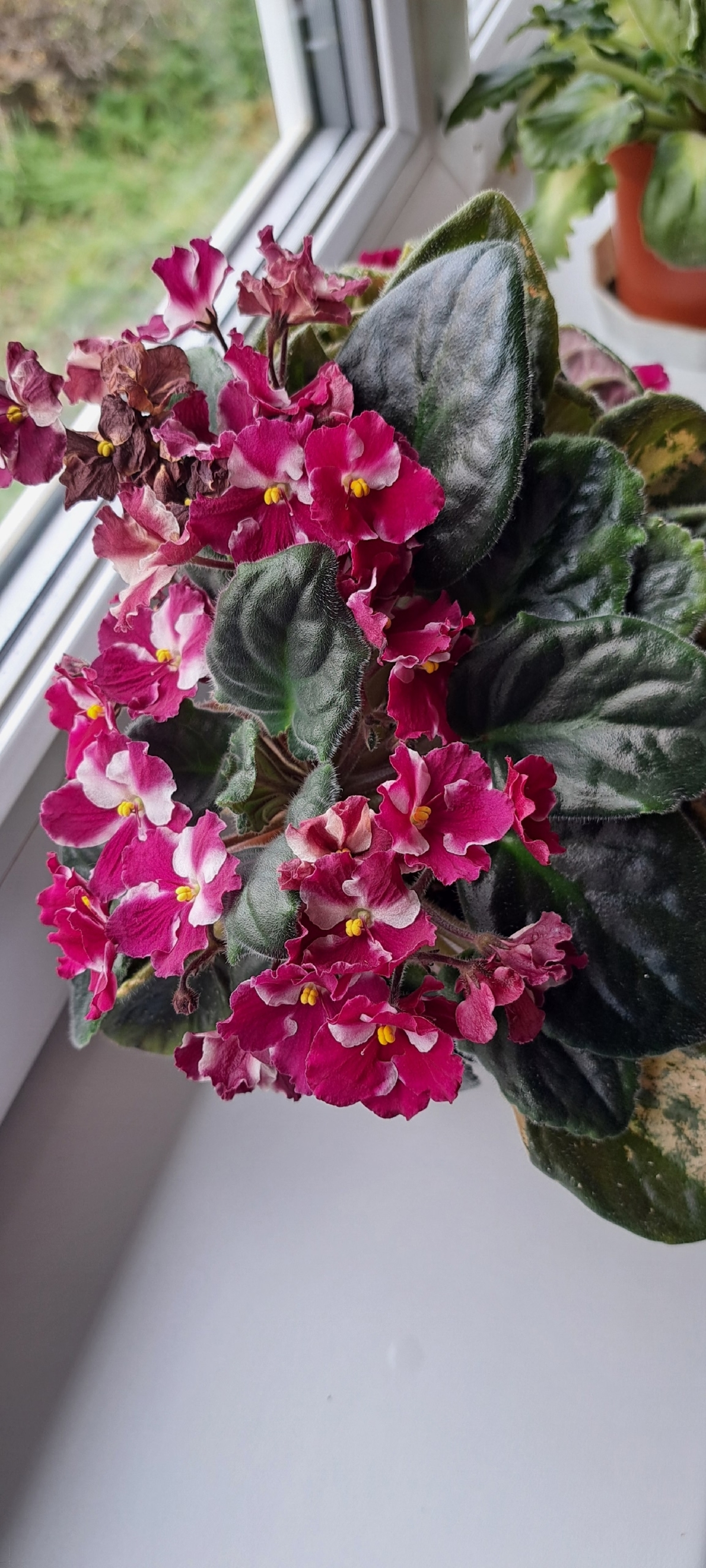 Гөлдәргә стресс кәрәк