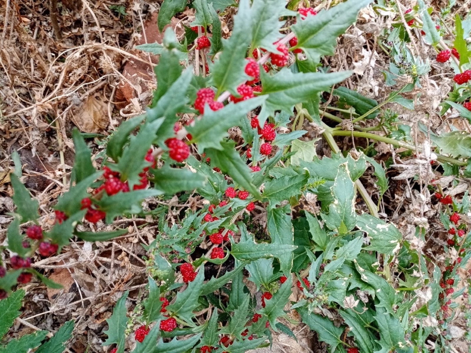 Әҫпе еләген белеүселәр бармы?