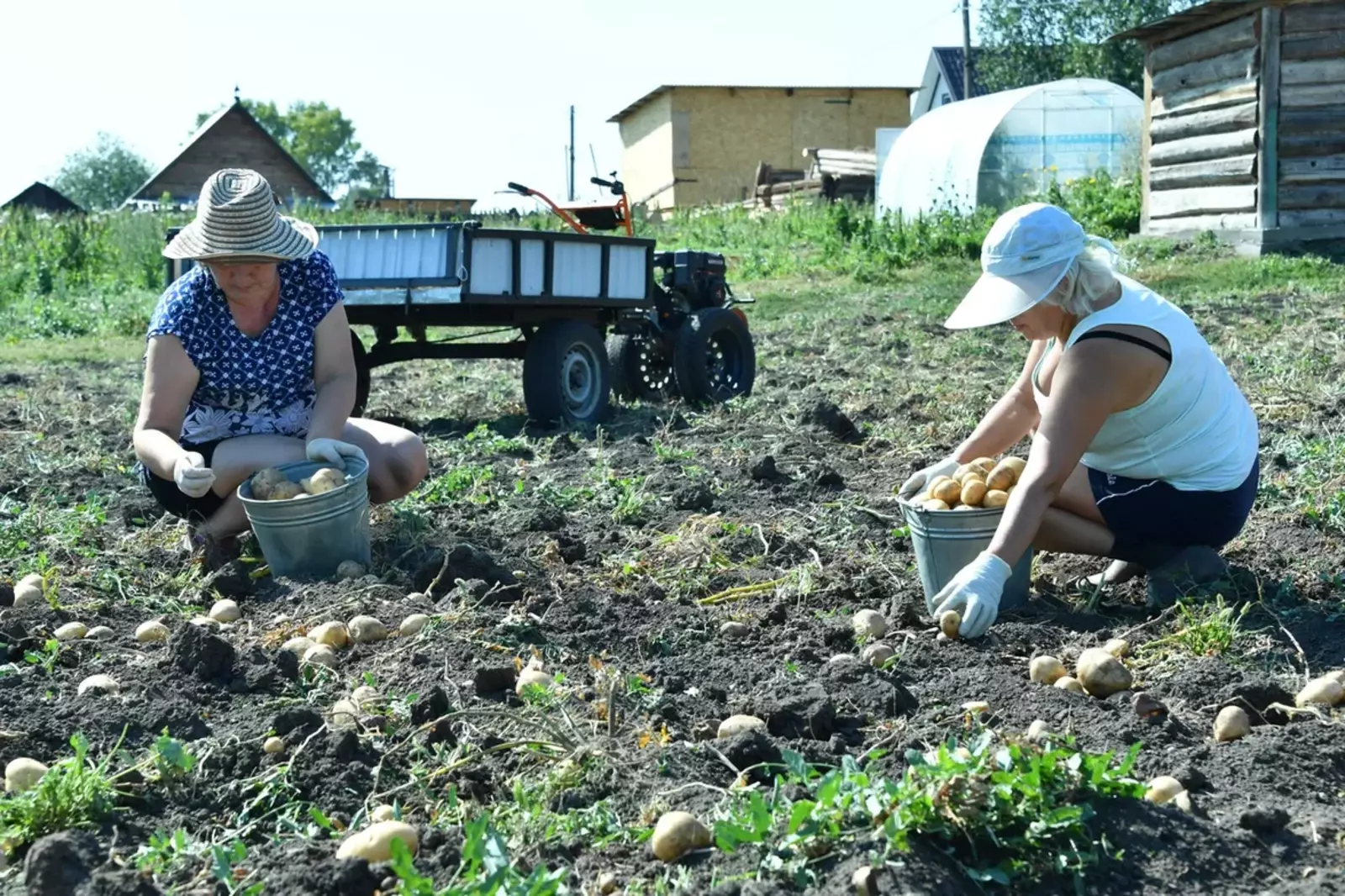 Илағы килә: быйыл картуфты ыҙалап лом һәм сүкеш менән алалар...