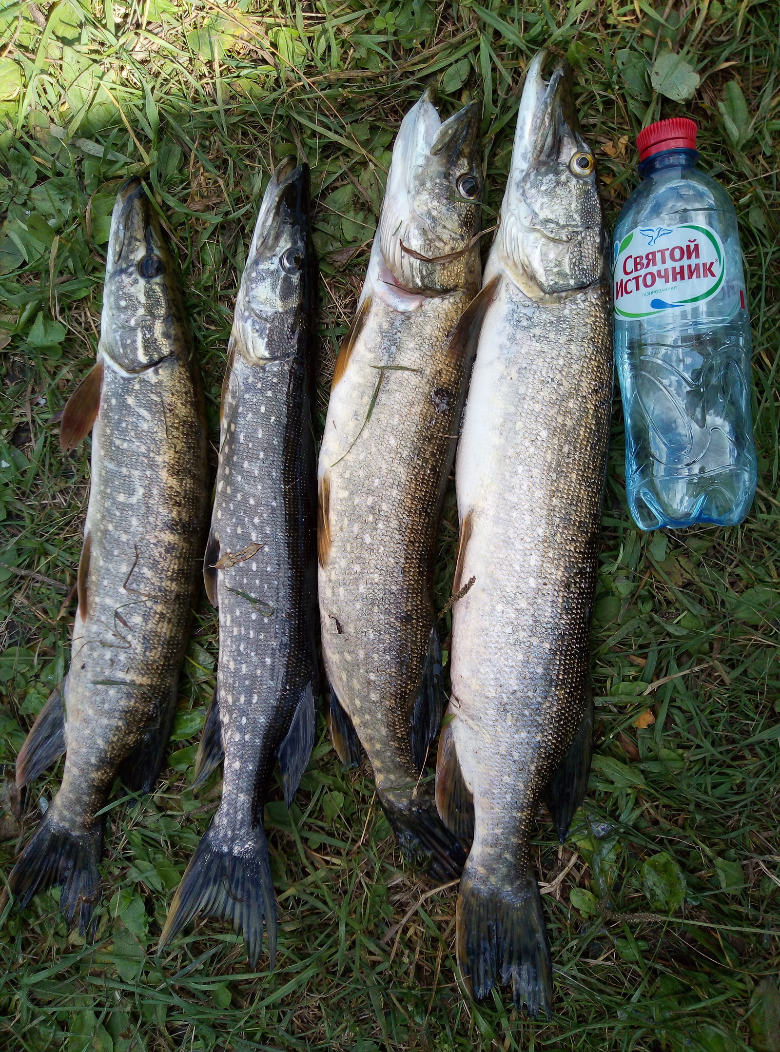 Балыҡ консерваһын нисек дөрөҫ һайларға?