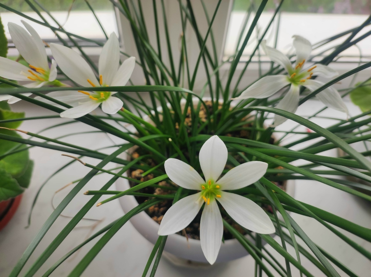 Гөлдәрем һәр саҡ сәскә ата