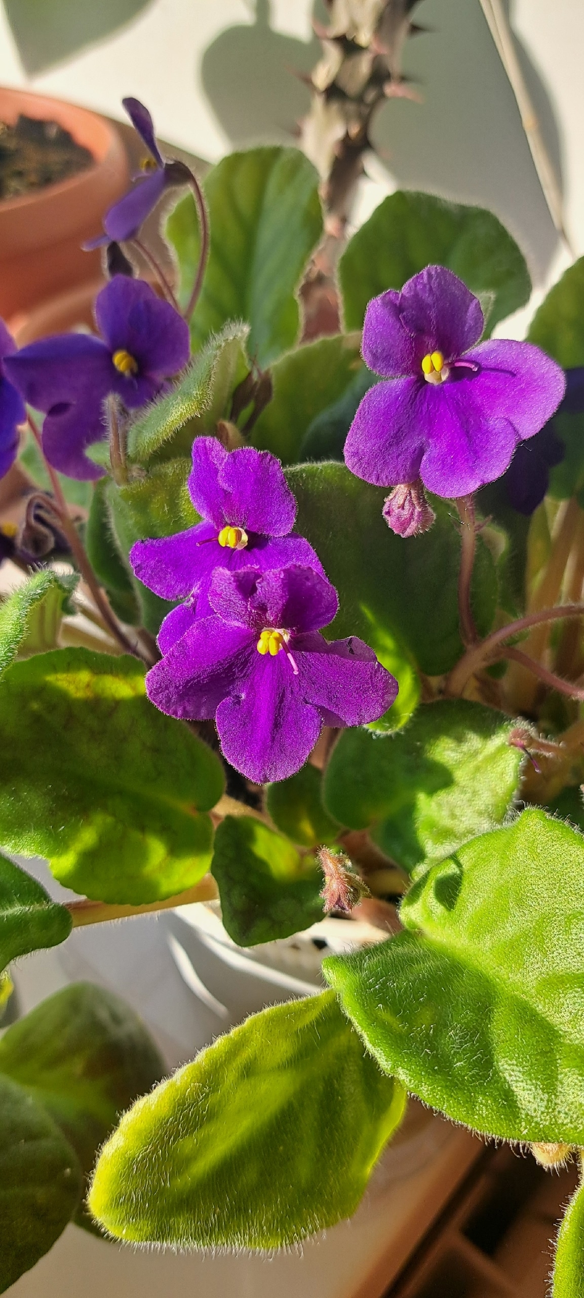 Гөлдәргә стресс кәрәк