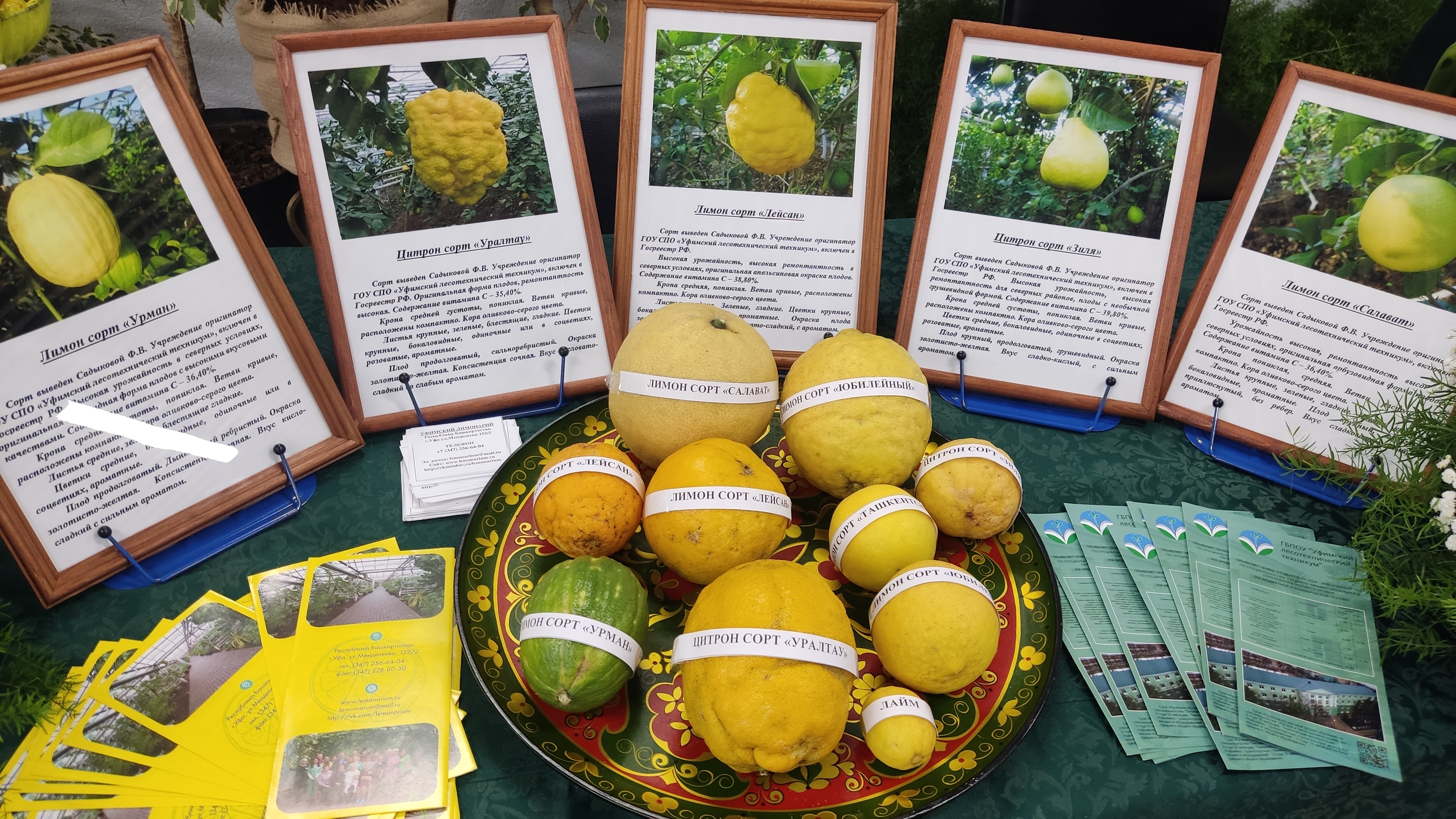 Улар урман шаулап үҫһен өсөн тырыша