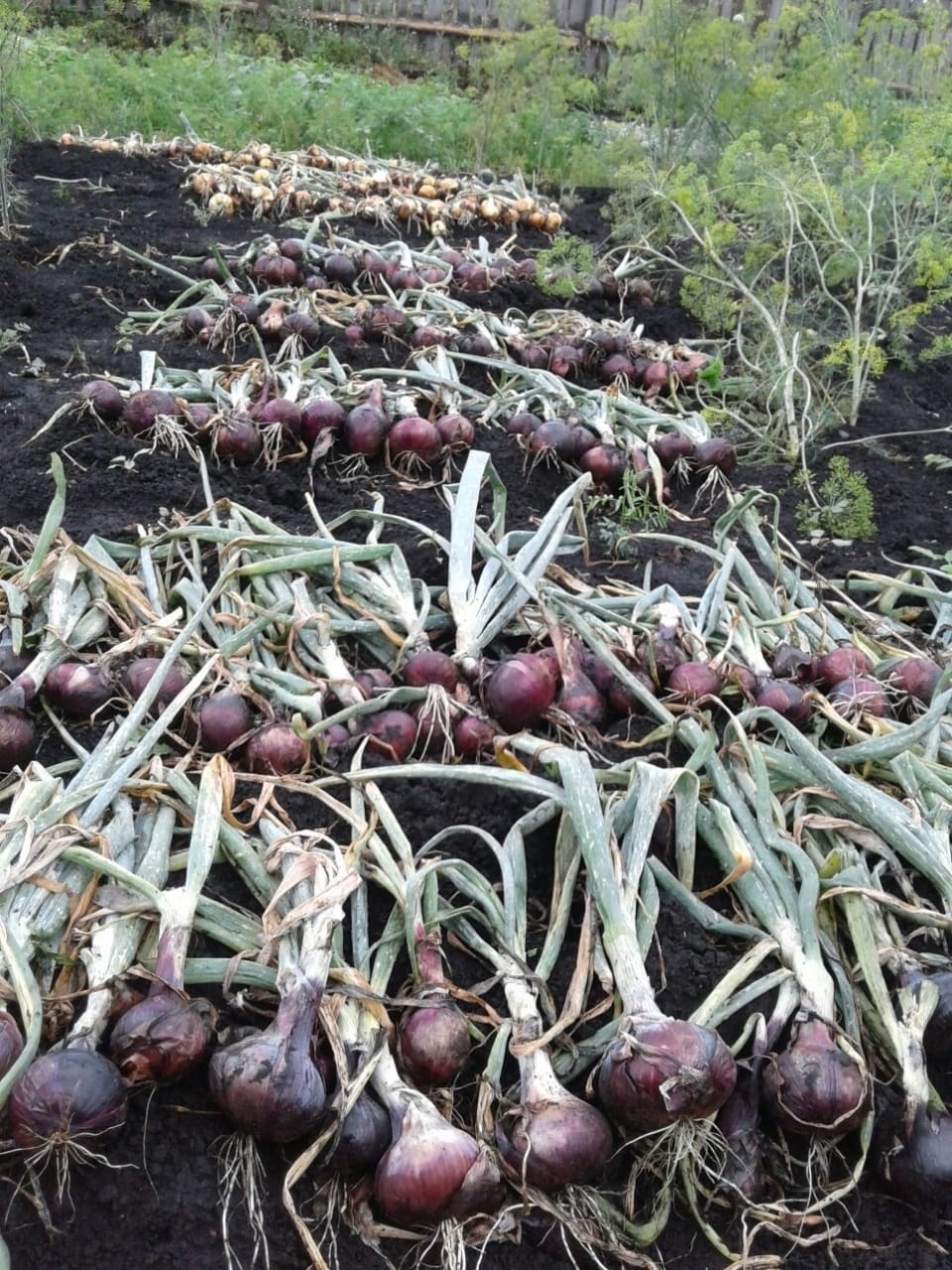 Һуғанды нисек һаҡларға?