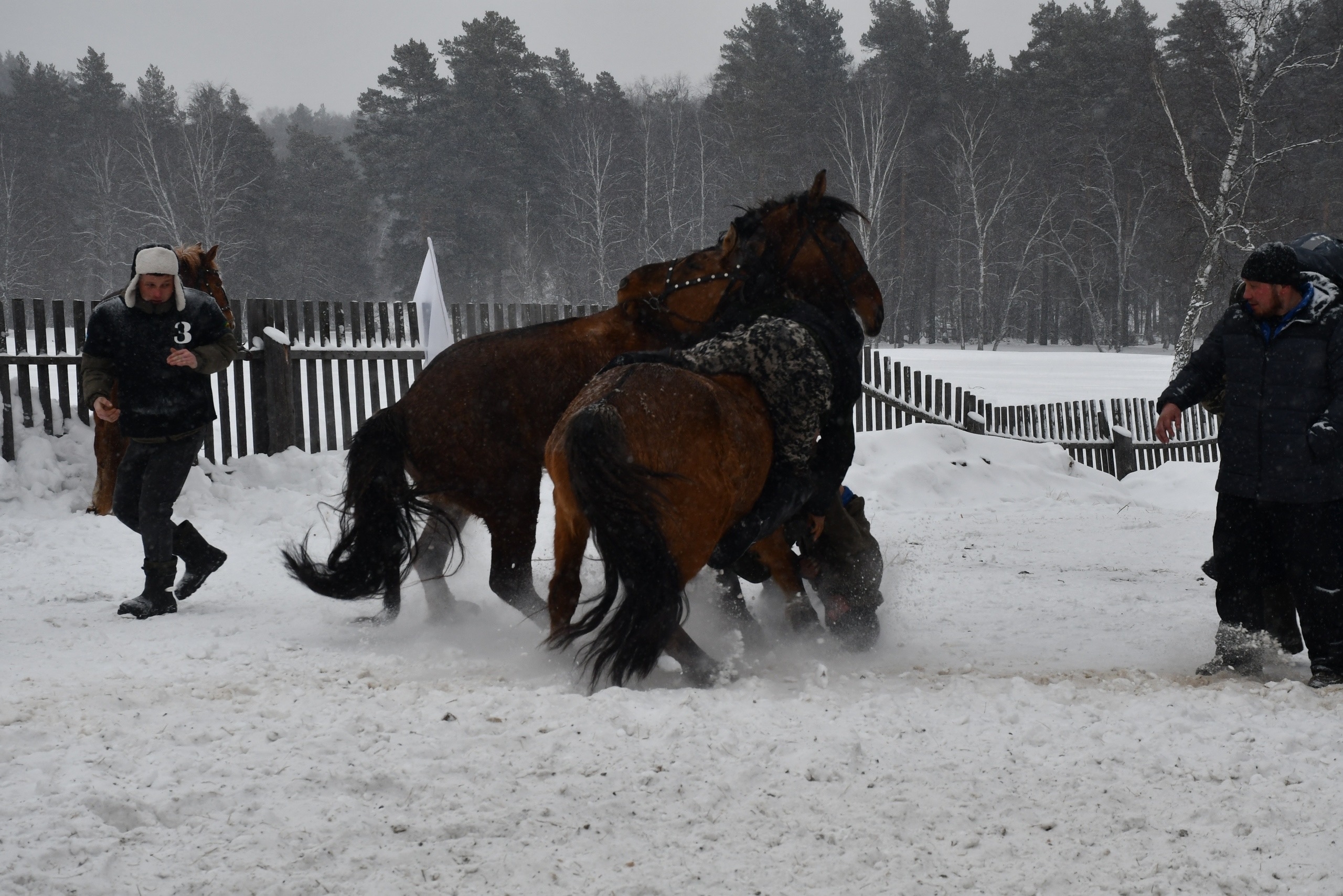 Тай бүләк иттеләр