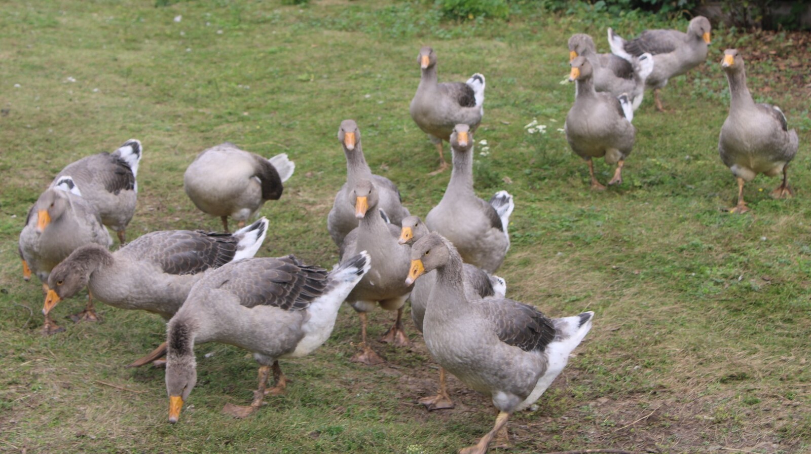 Әсәйем  һөт менән итте миңә һатып ҡына бирә