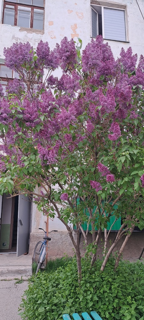 Сирень сәскәһенең майы ифрат файҙалы