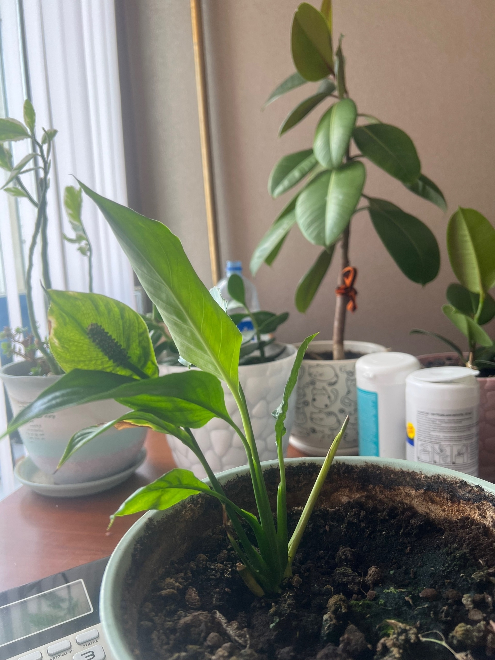 Бәхет гөлөң сәскә атһын тиһәң...