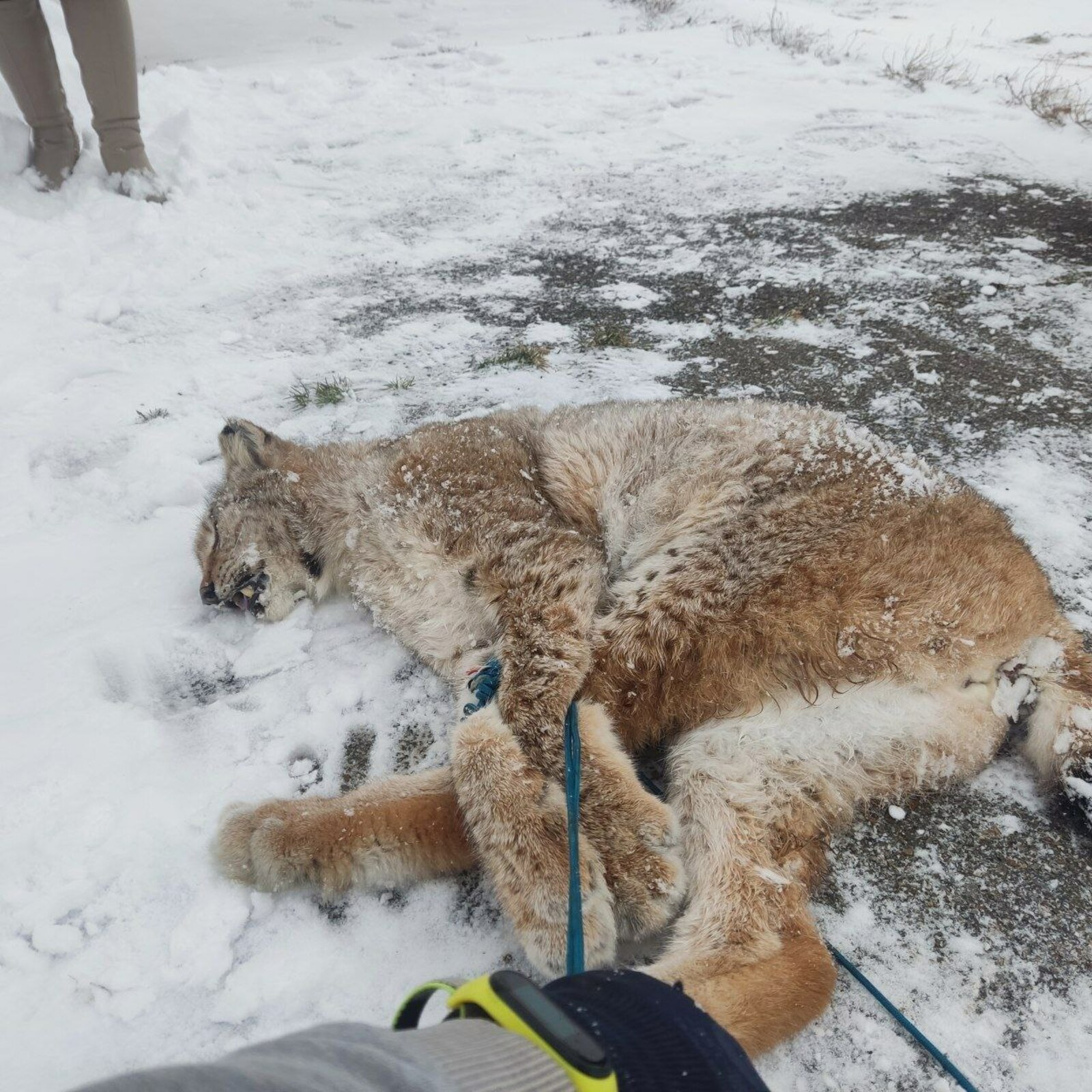 Көпә-көндөҙ һеләүһен ташланған