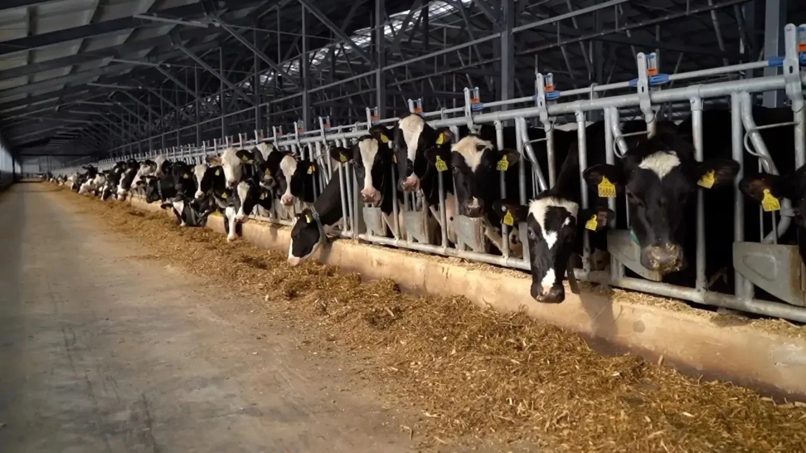 2030 йылға - ‎50 заманса һөт фермаһы