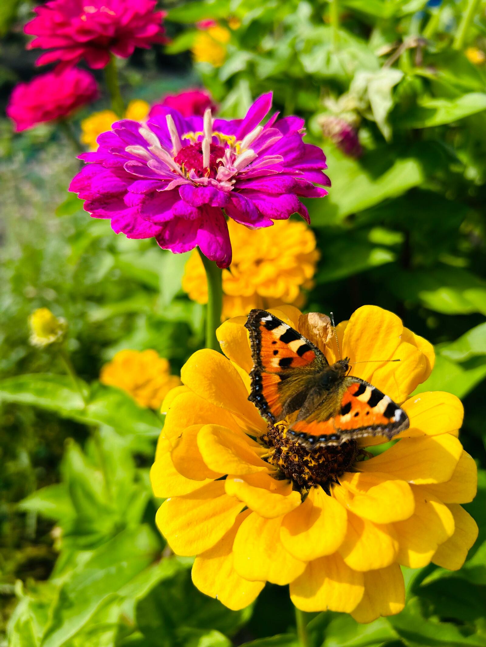 Алдағы көндәр ниндәй булыр?