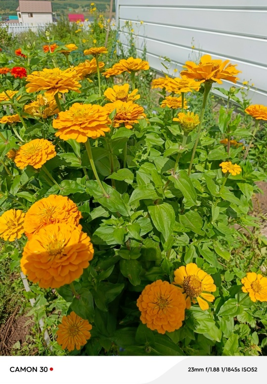 “Иремдең хөрмәтенә ултыртҡайным..."