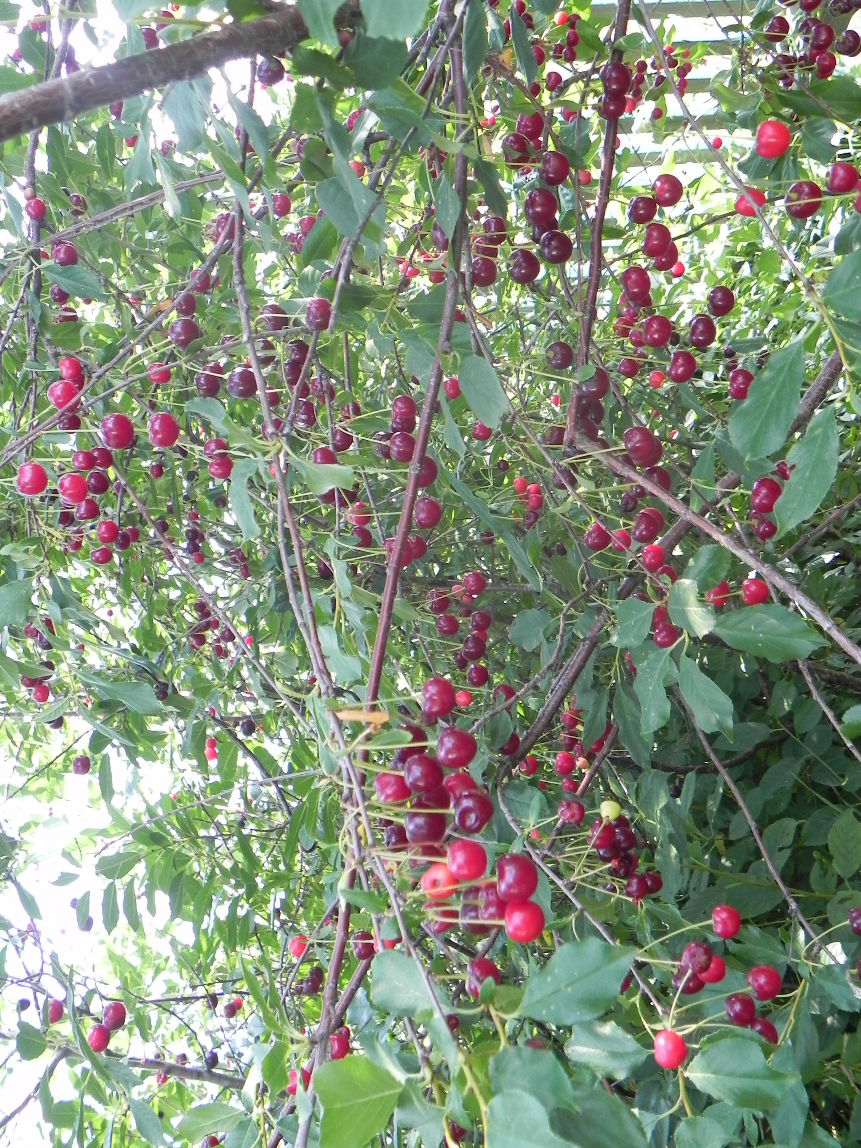 Сейә организм өсөн файҙалымы?