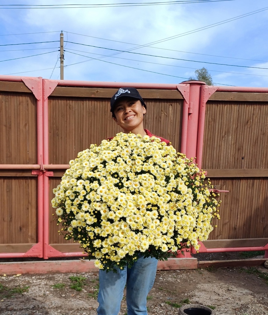 Гөлфиназ хризантеманы нисек үҫтерә?