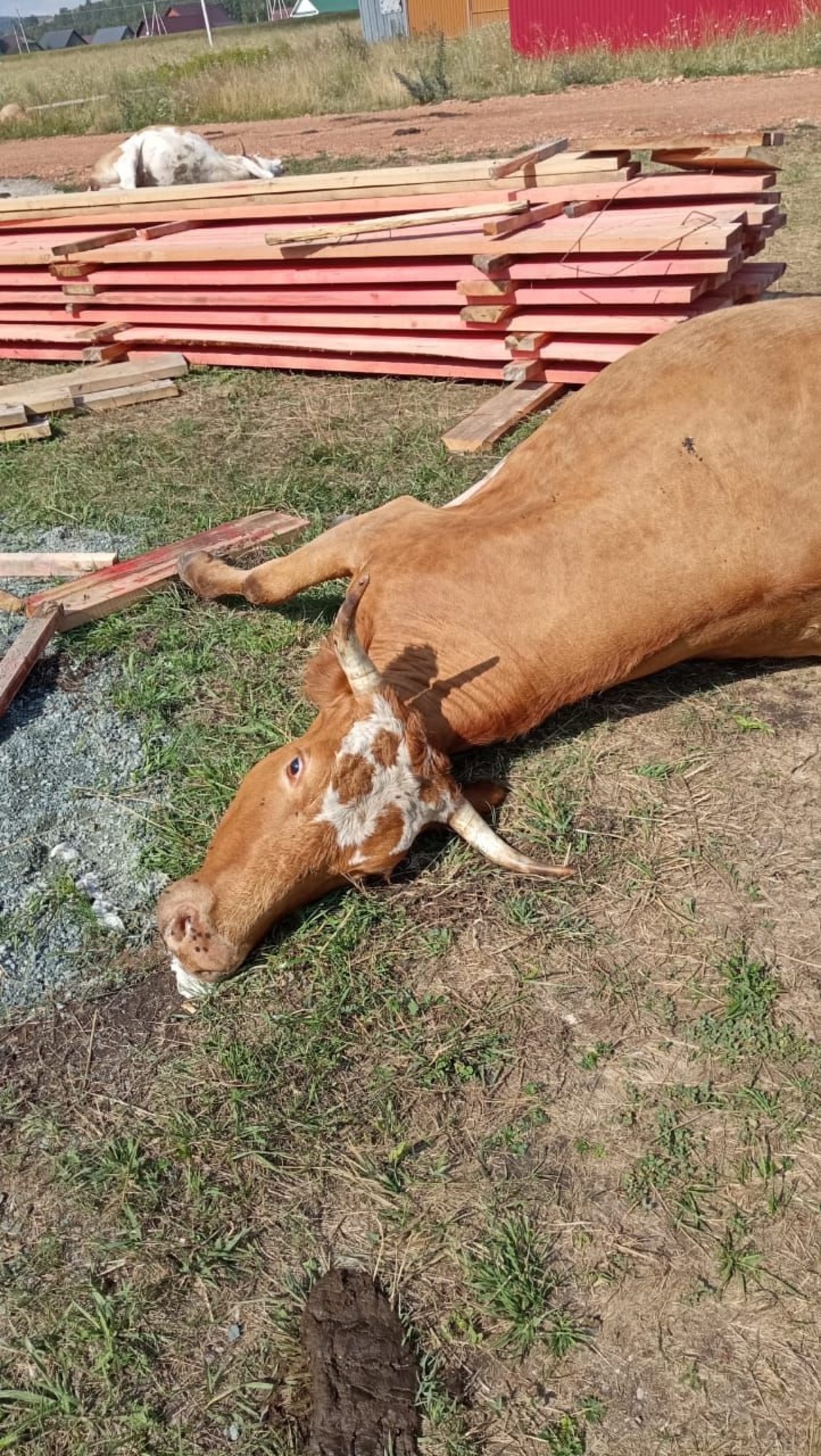 Һыйырҙарҙы нимә һәләк иткән?