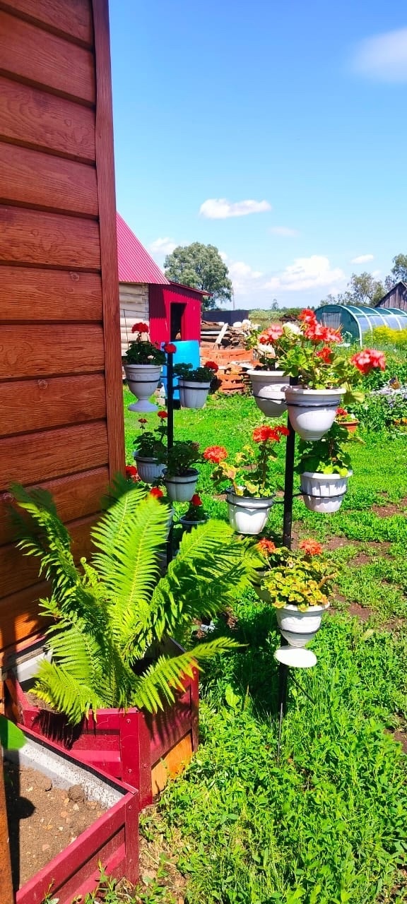 Көн һайын өс-дүрт помидоры ҡыҙарып тора