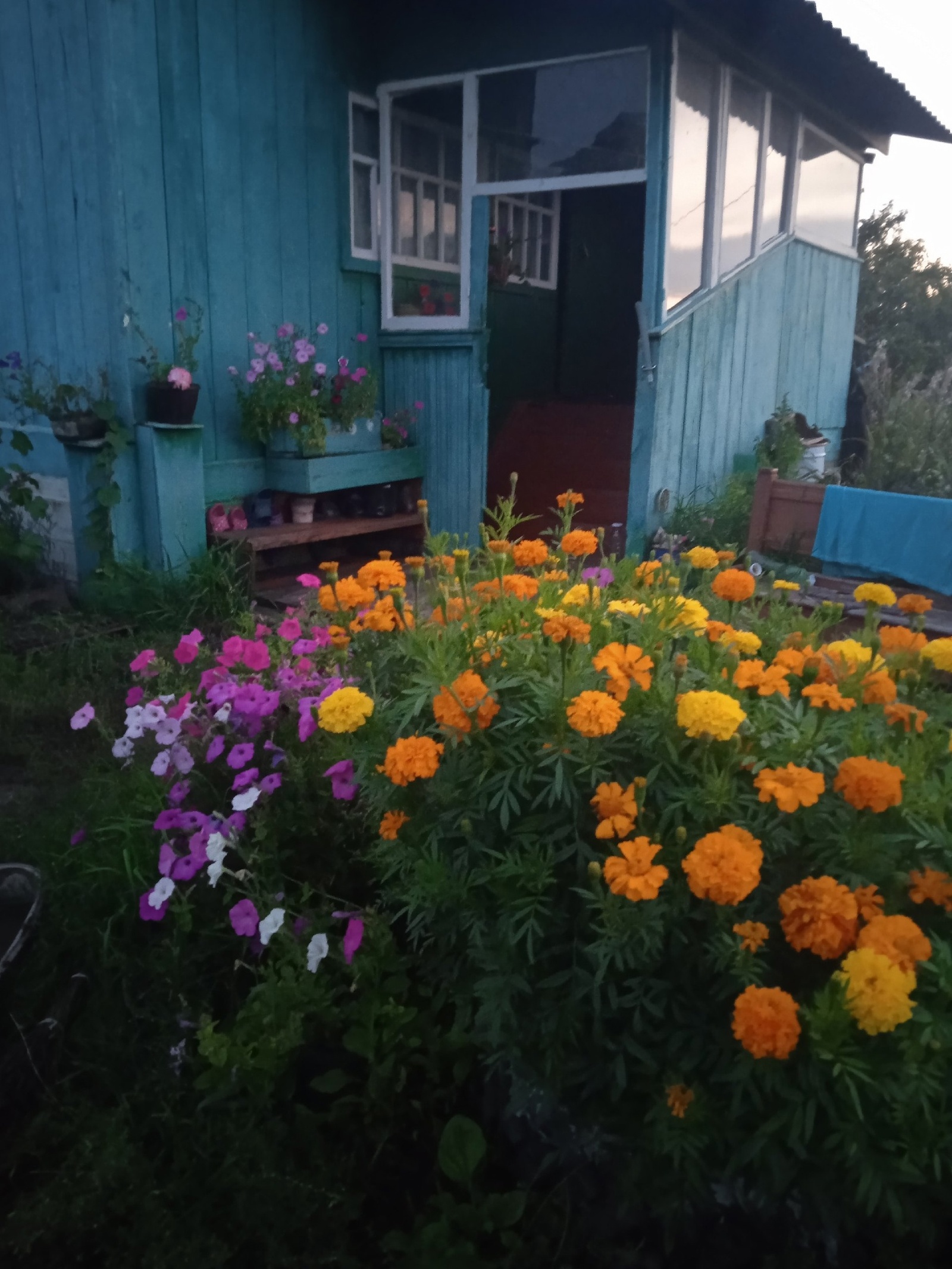 Баҡсасы календары: май айына орлоҡ сәсер һәм үрсетмә ултыртыр өсөн уңай көндәр