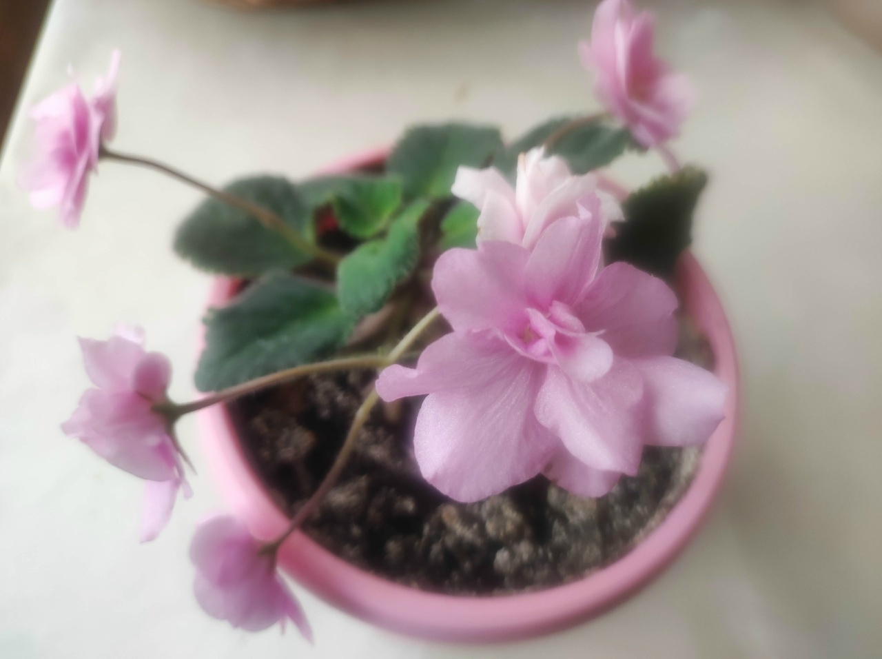 Гөлдәрем һәр саҡ сәскә ата