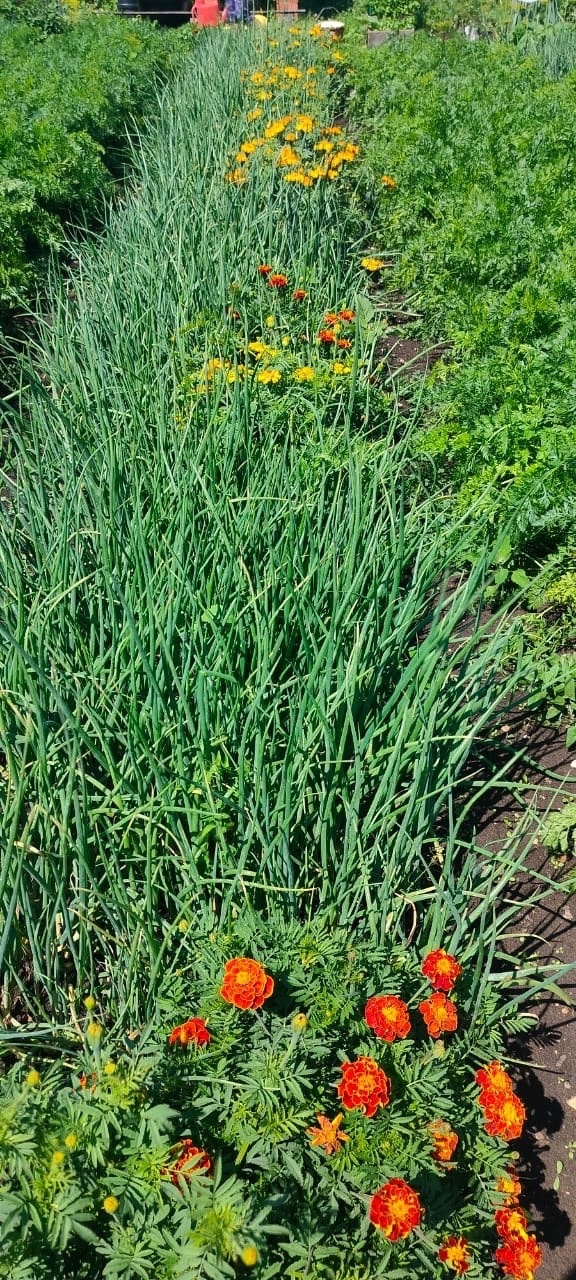 Көн һайын өс-дүрт помидоры ҡыҙарып тора