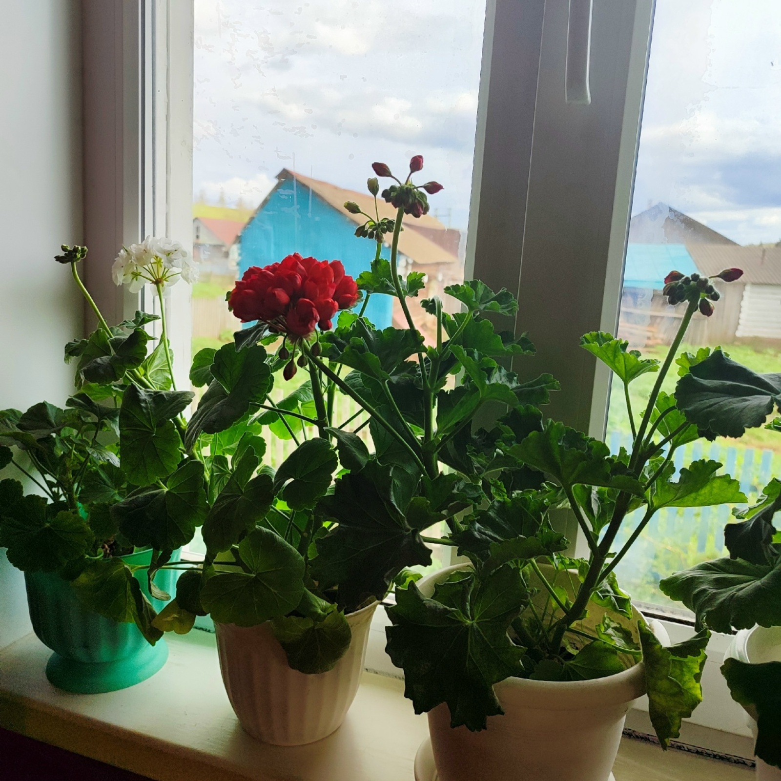 Өйҙәгеләр ауырыһа, ул һулый...