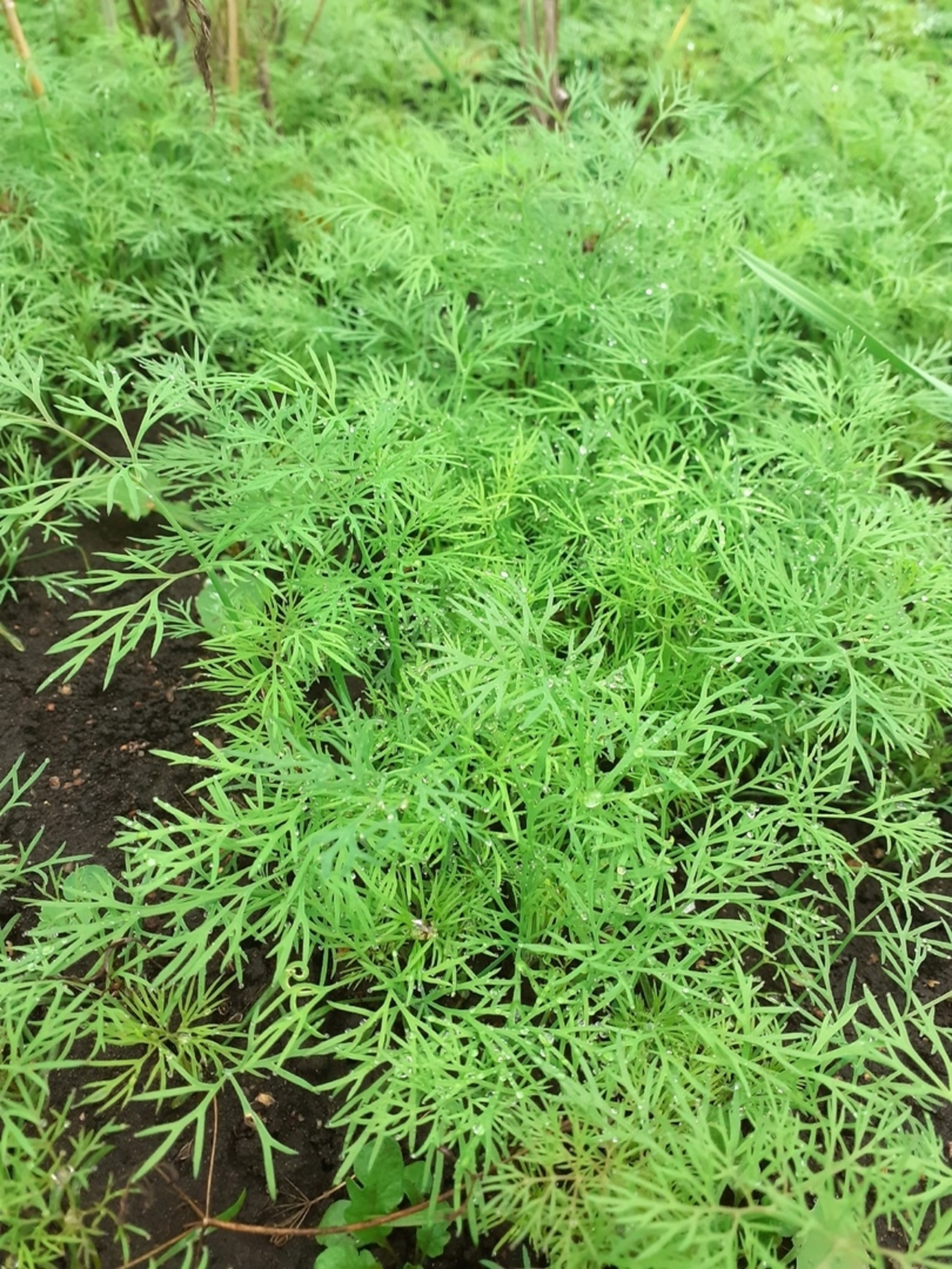 Ҡан баҫымы күтәреләме? Укроп һыуы эсеп ҡарағыҙ!