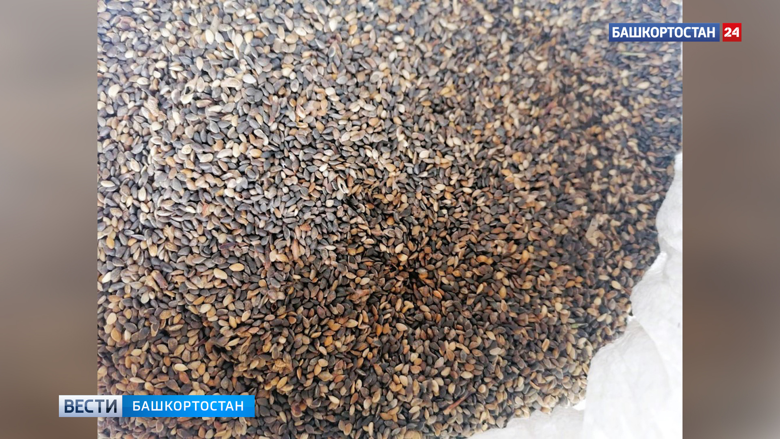 Үҙебеҙҙең орлоҡ сифатлы