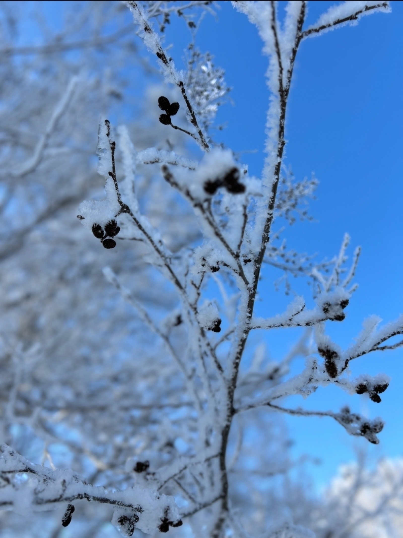 -31 градуслыҡ һалҡындар була