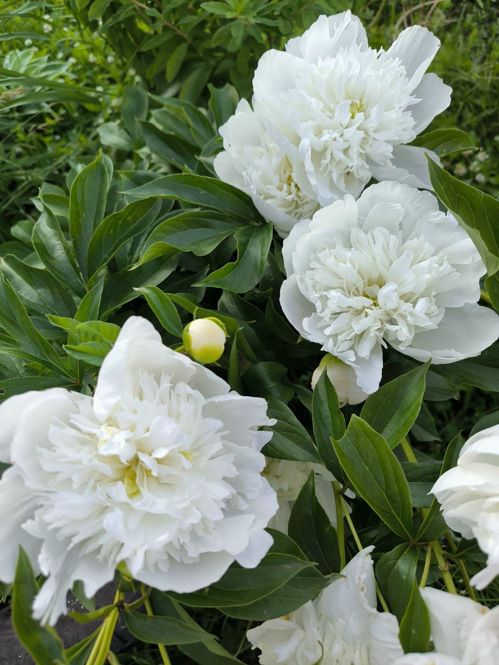 Пион сәскәһе ниндәй ашламаға мохтаж?