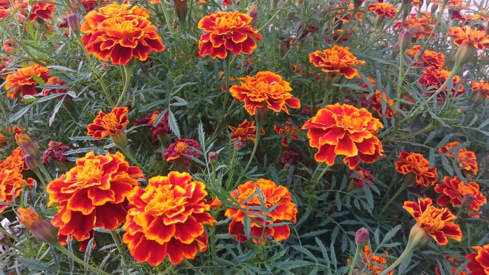 Бәрхәт сәскә тымау һәм гаймориттан дауалай