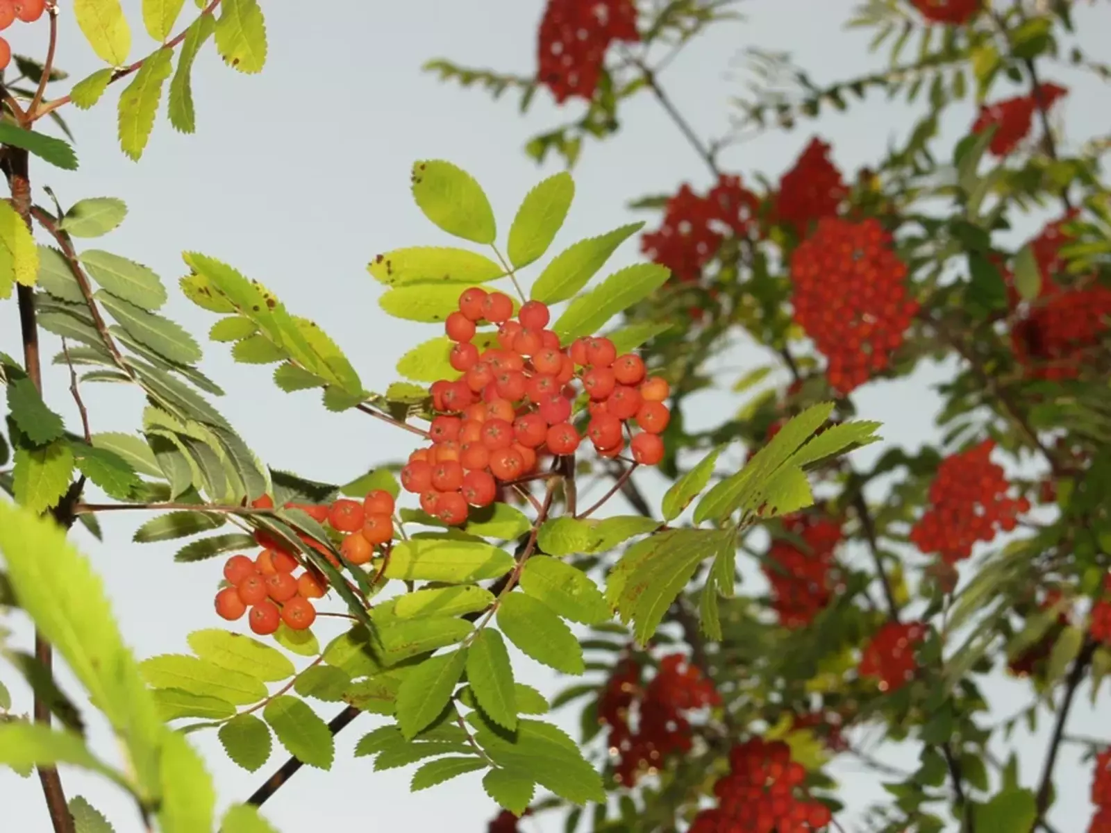 Көн һайын ете бөртөк миләш ашағыҙ